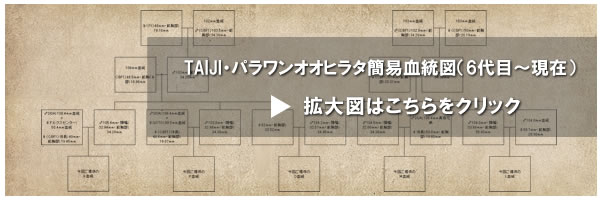 TAIJI�E�p�������I�I�q���^�ȈՌ����}�i6��ځ`���݁j�g��}�͂�������N���b�N