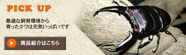 pick up  �œK�Ȏ�������������N���͌��C�����ς��ł��@���i�Љ�͂�����